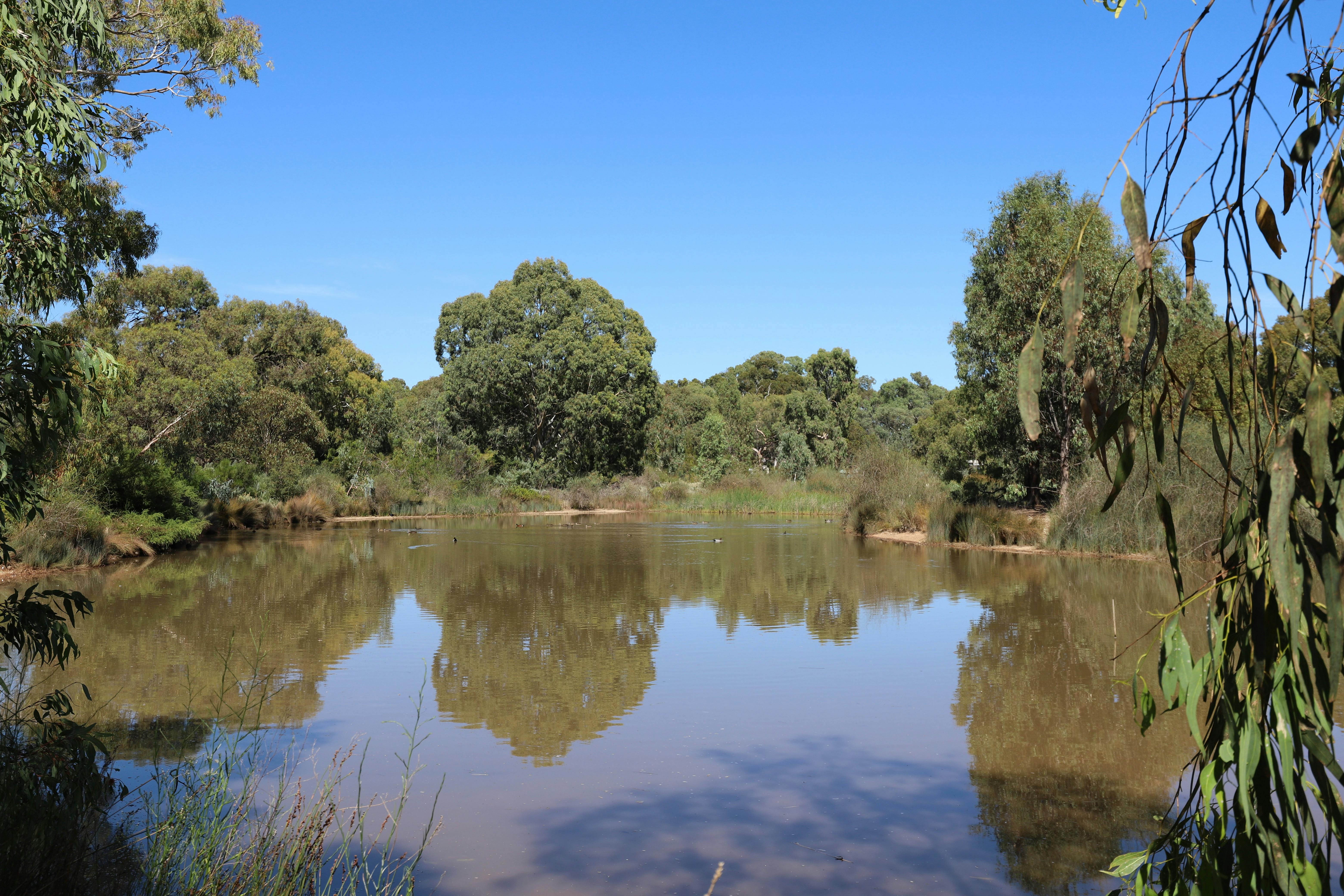 Oaklands Wetland