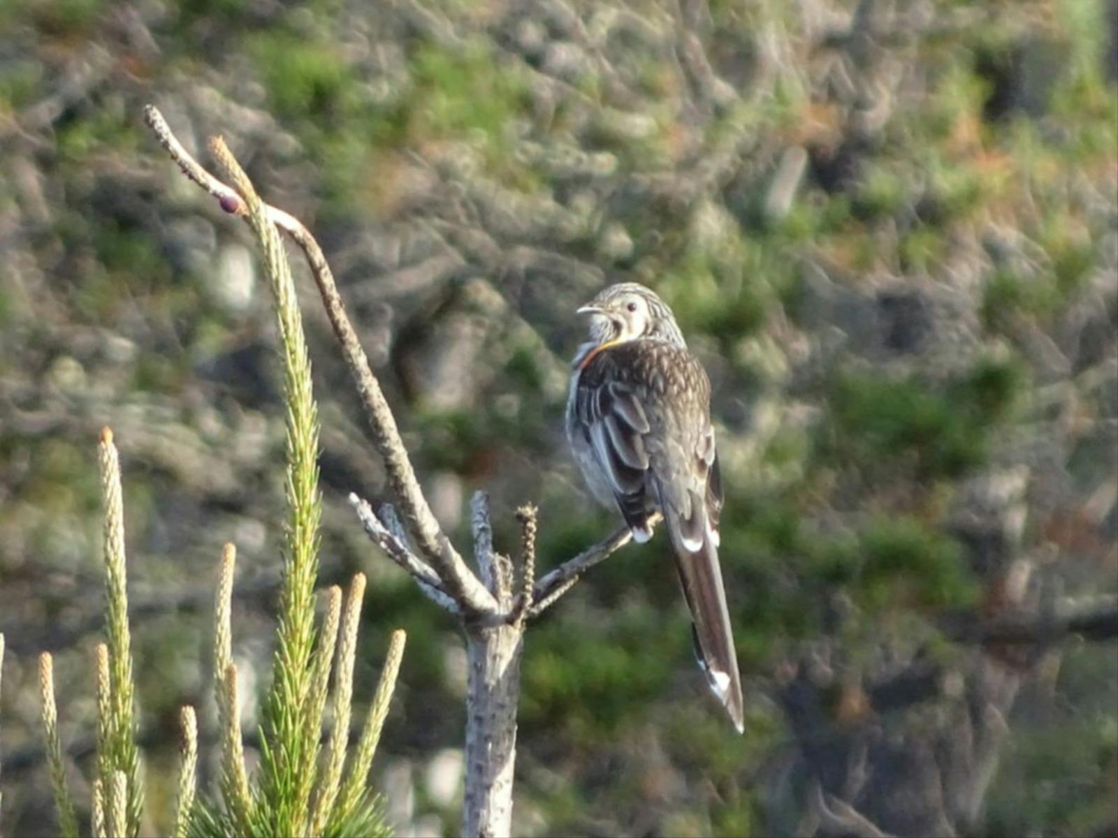 Yellow Wattlebird