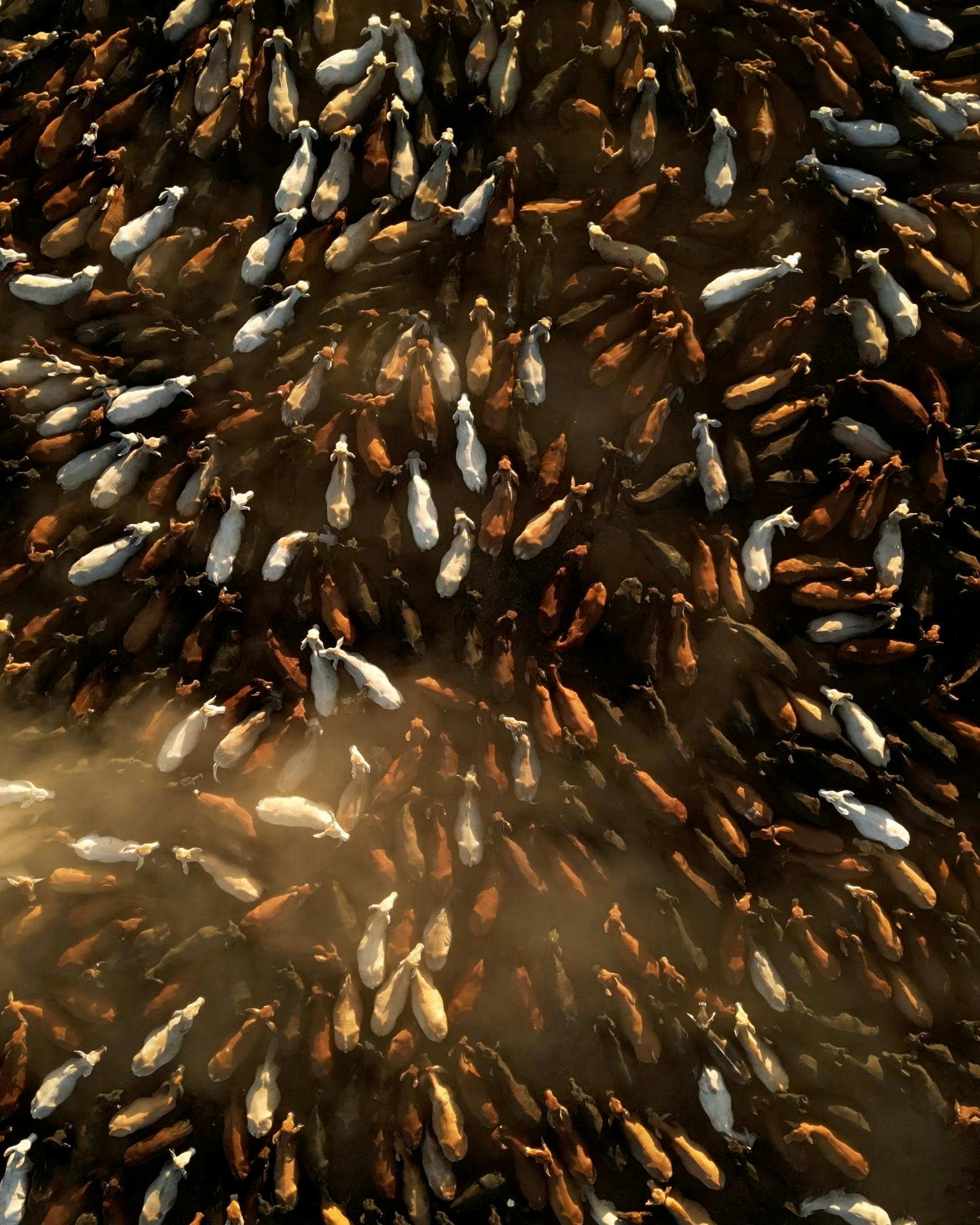 Outback Queensland Cattle Drive