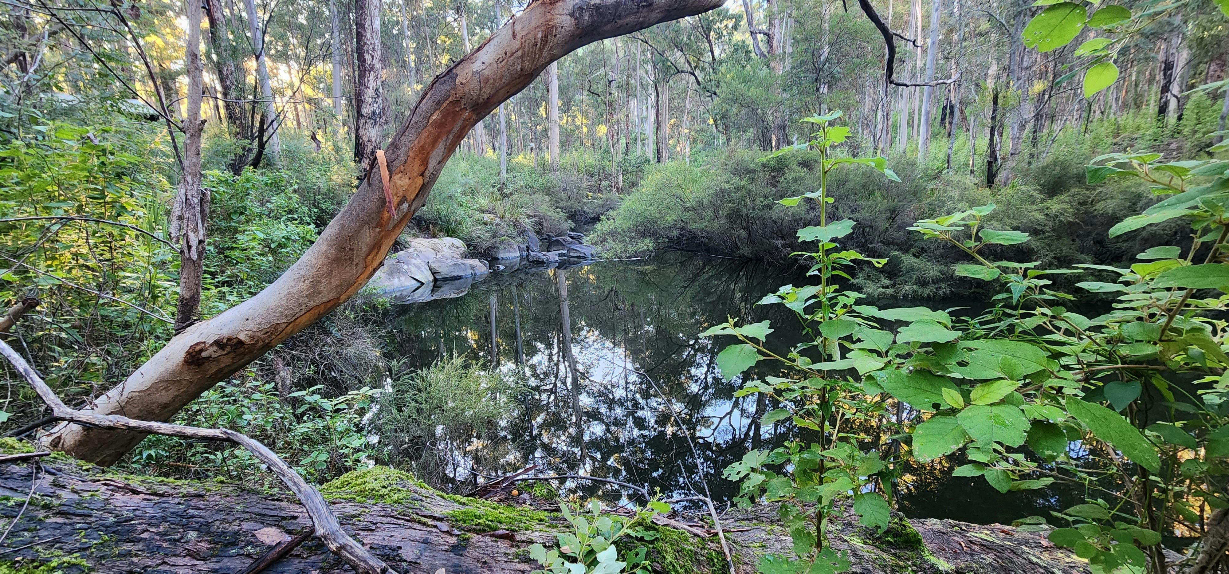 Still body of water among trees and shrubs in the forest, beautiful reflection of trees on the water