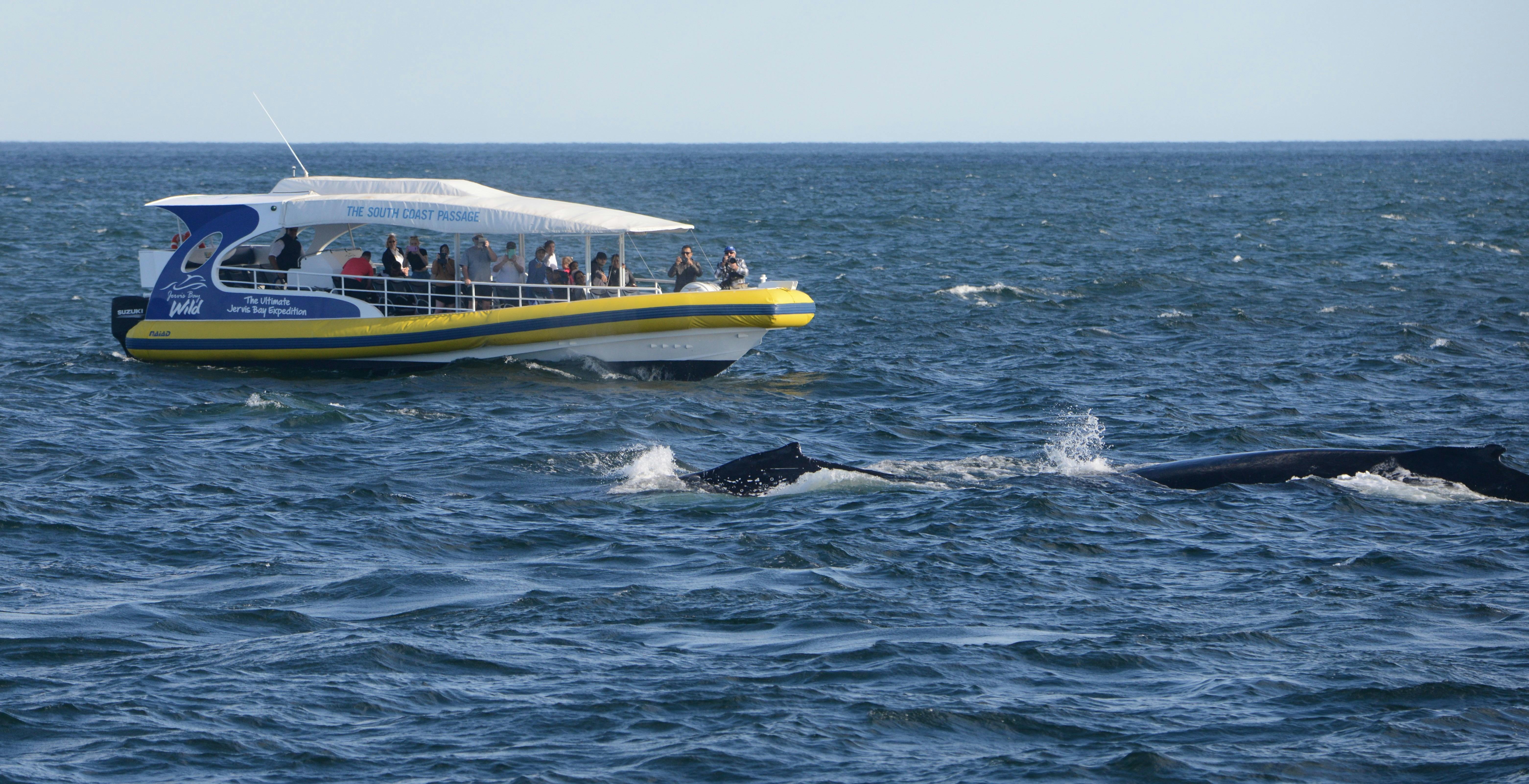 Vessel Viewing Whales, Jervis Bay
