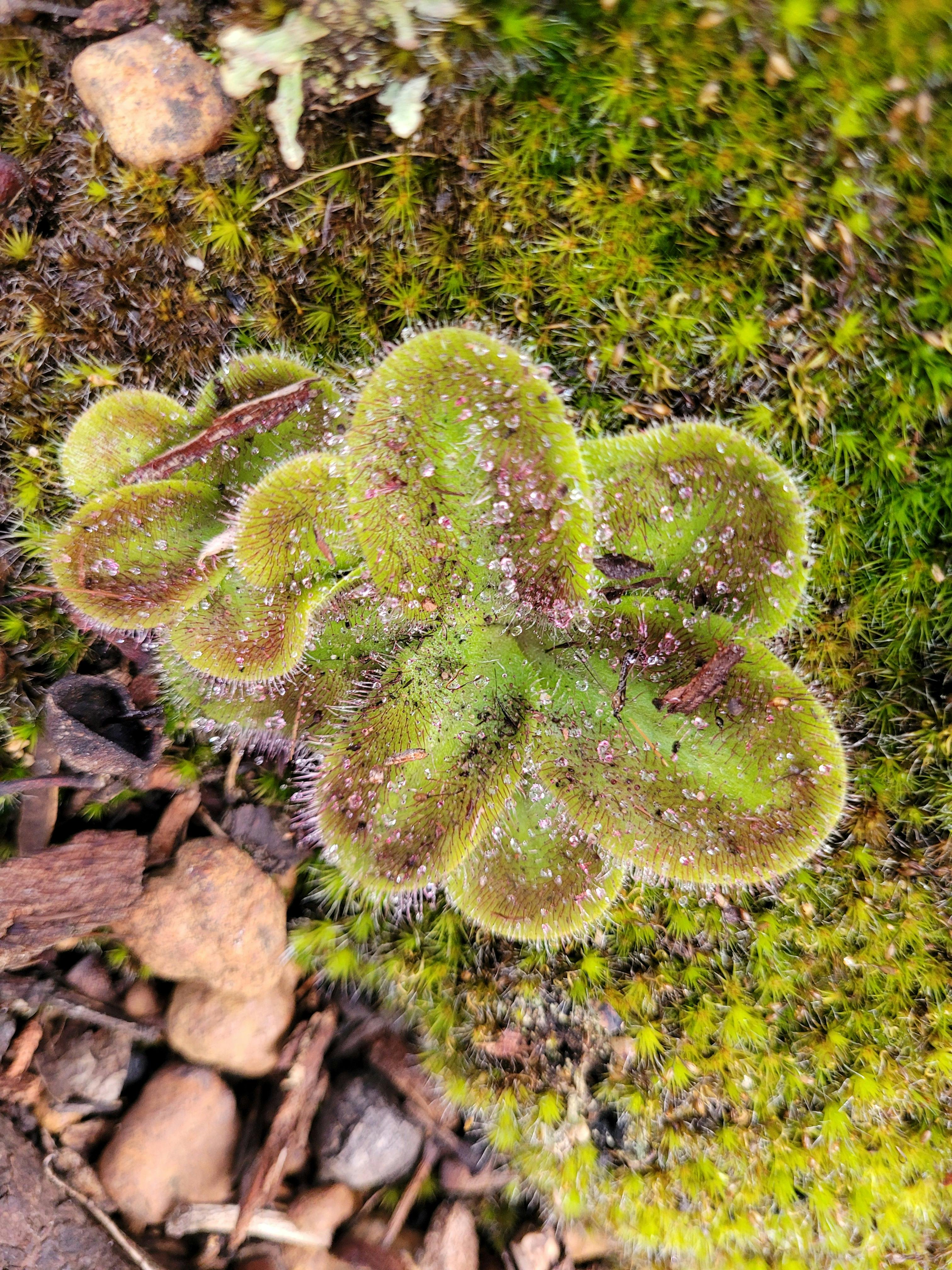 Flora