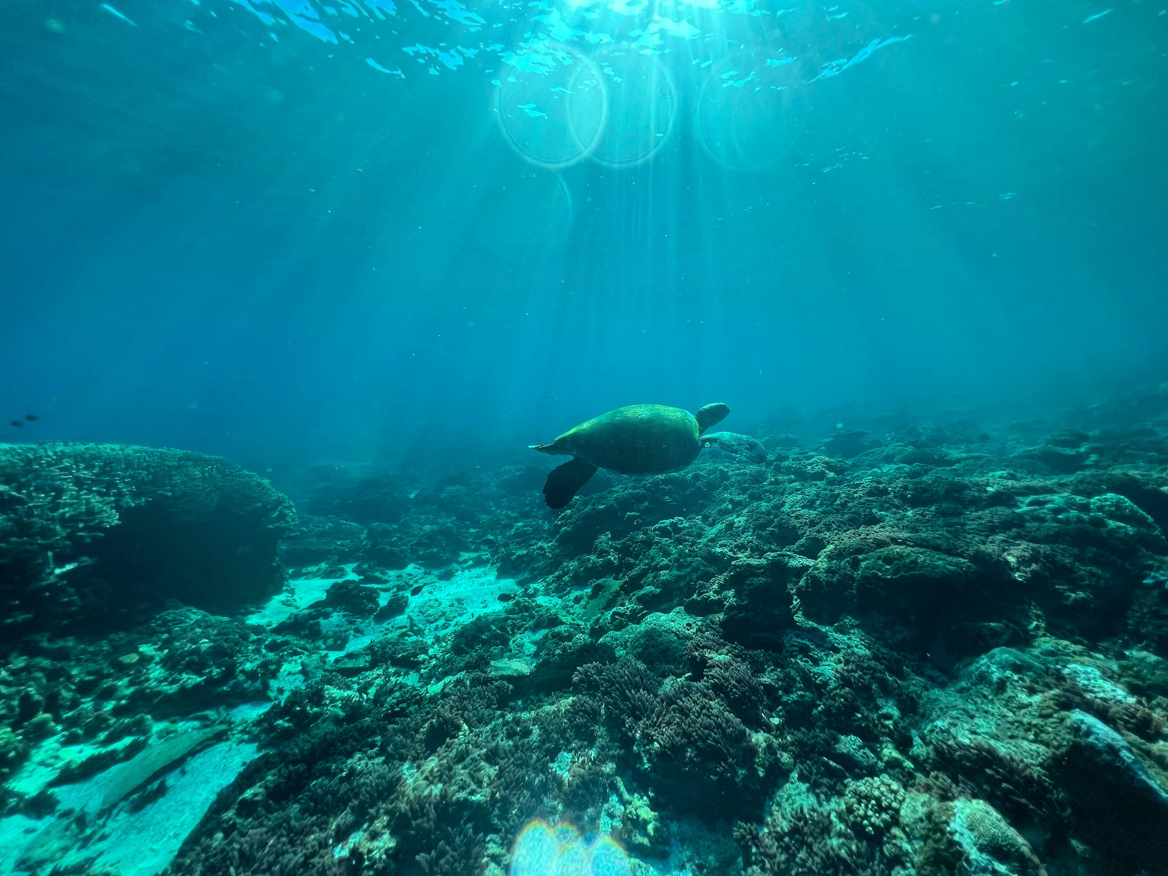 Green Sea Turtle At Flinders Reef