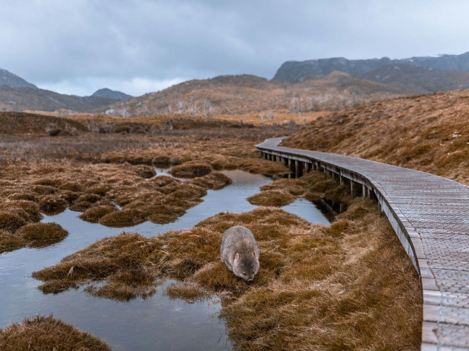 Wombats at Cradle Mountain