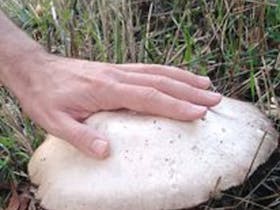 Huge white toadstool with a person's hand on top of it. The toadstool is bigger than the hand.