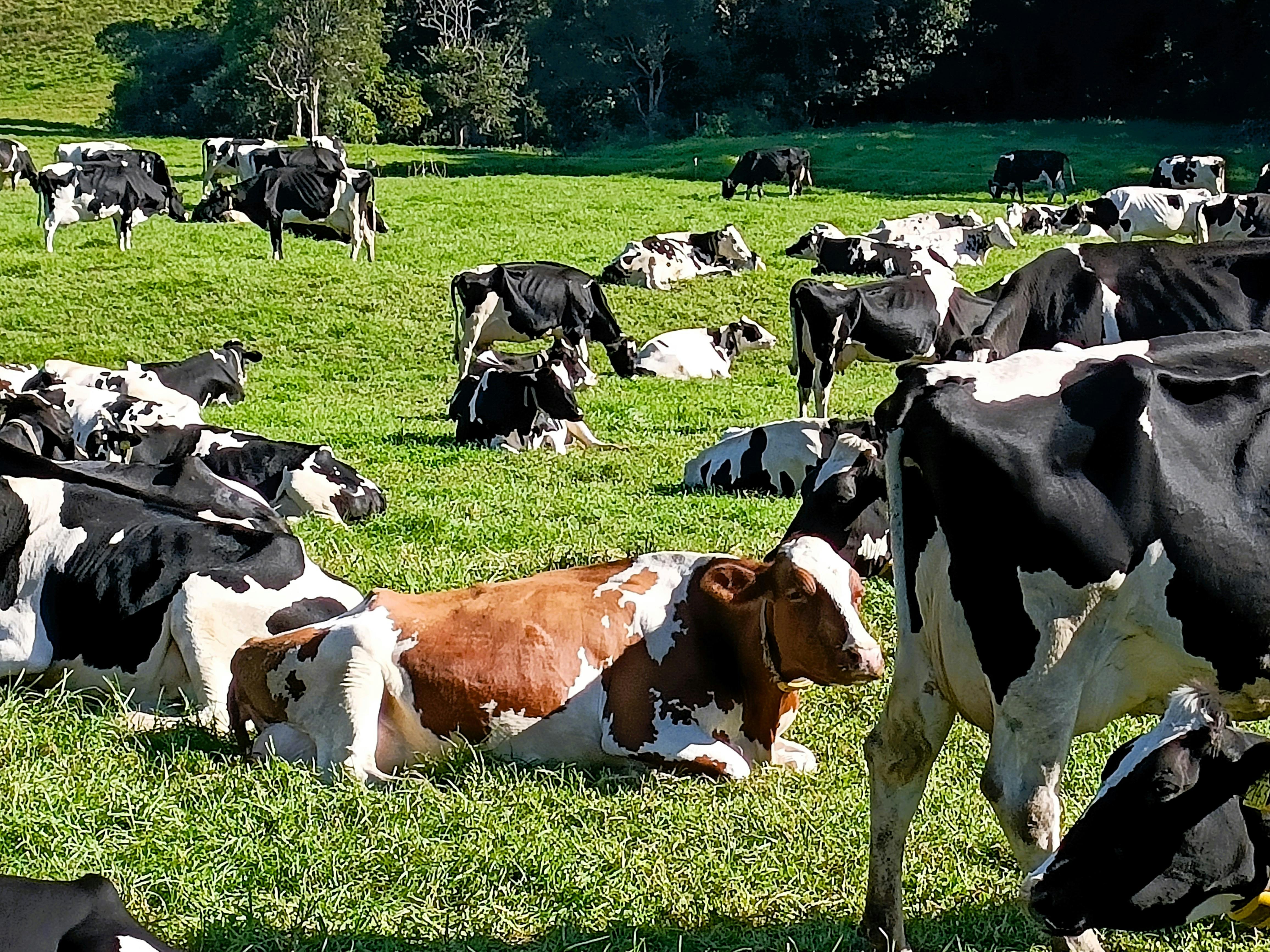 cows relaxing in sunshine of lush green grasses