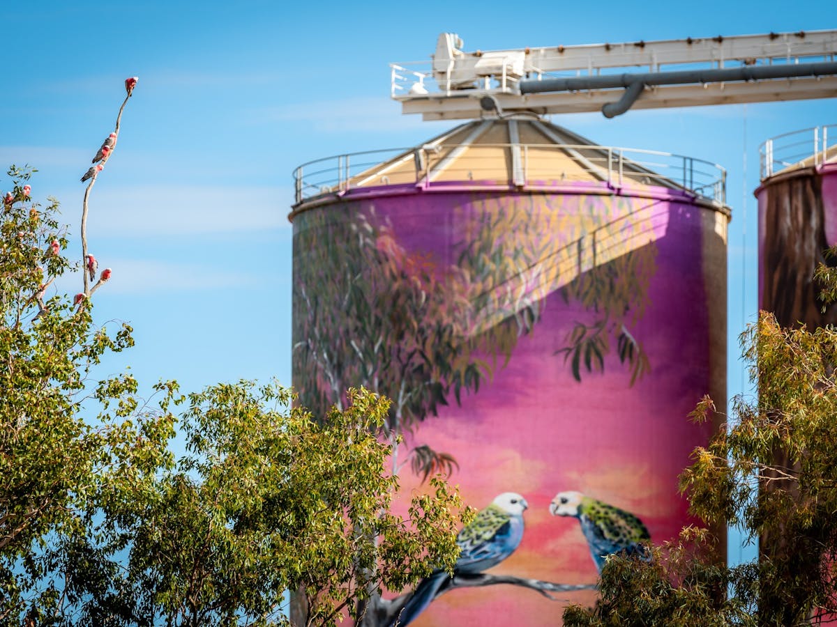 thallon silos, birds, nature