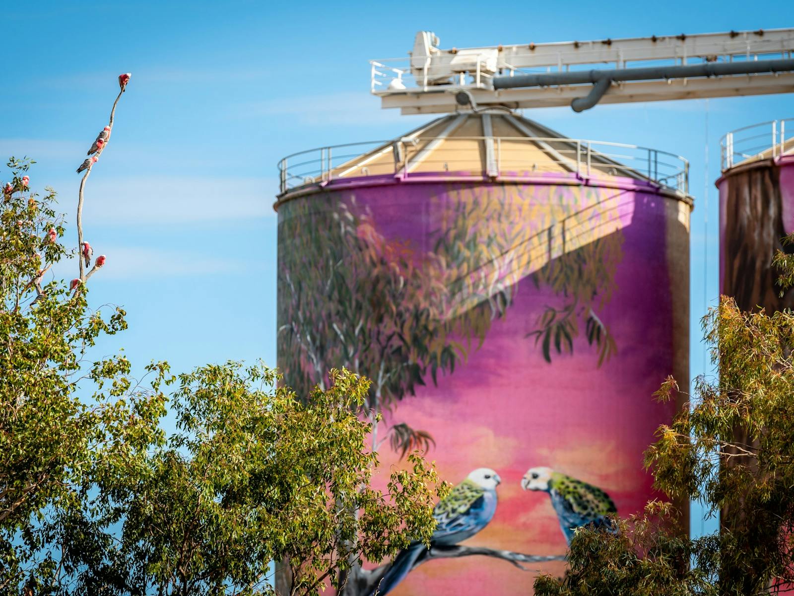 thallon silos, birds, nature thallon silos, birds, nature