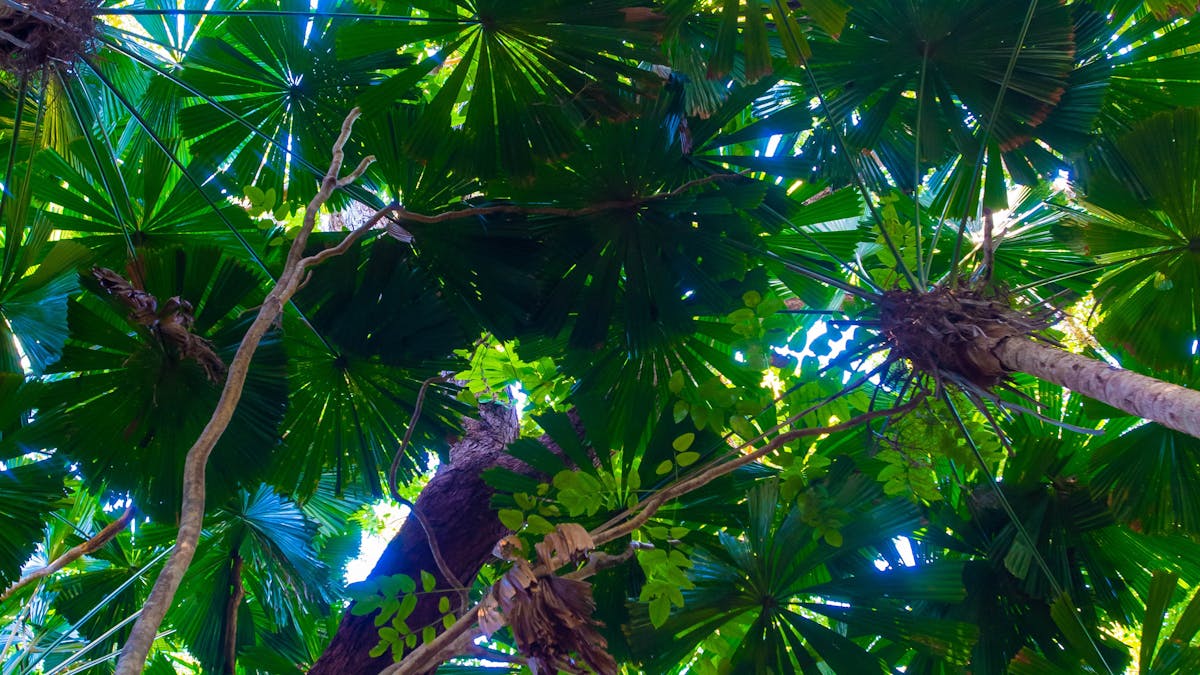 Fan Palms at Cape Trib Beach House