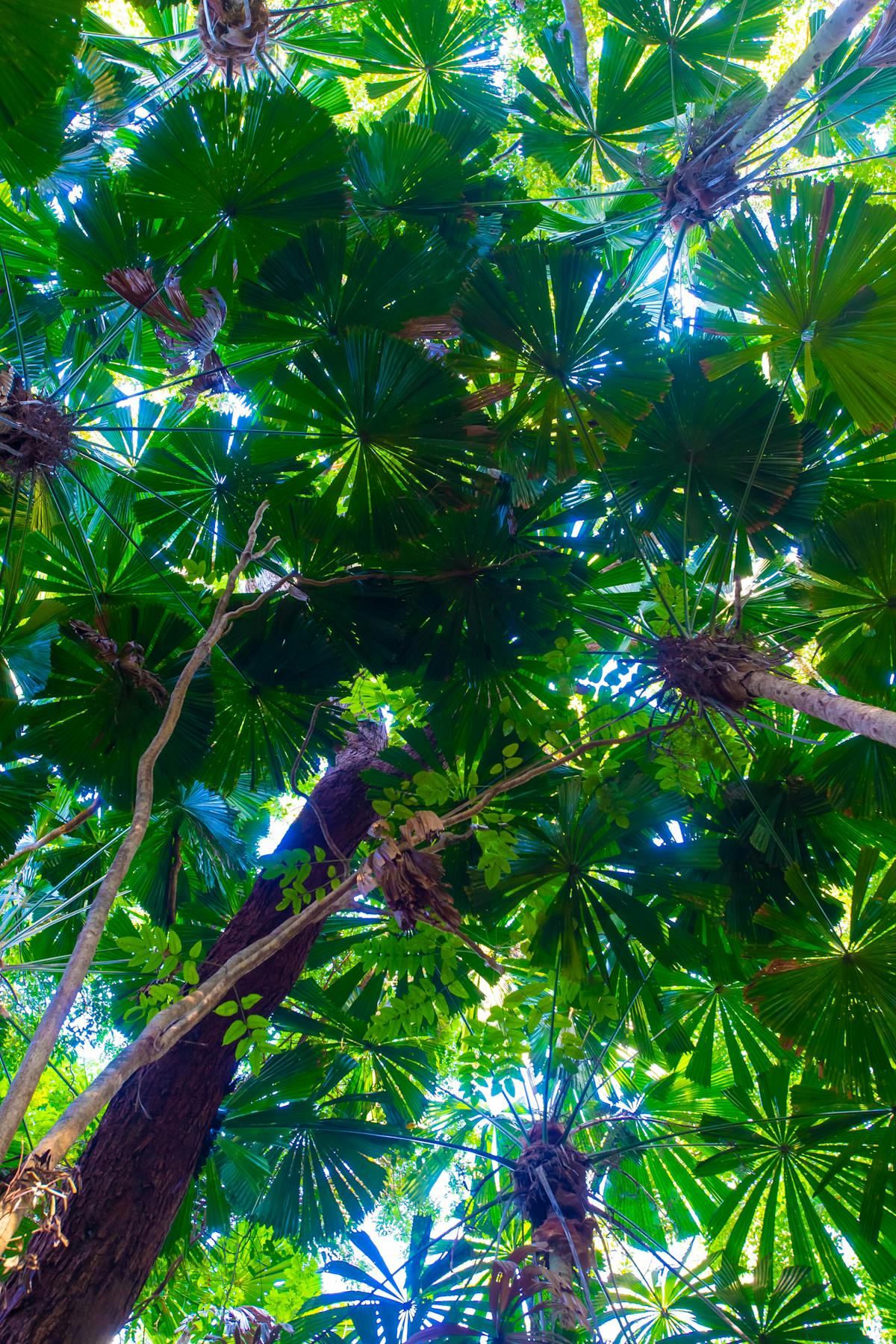 Fan Palms at Cape Trib Beach House