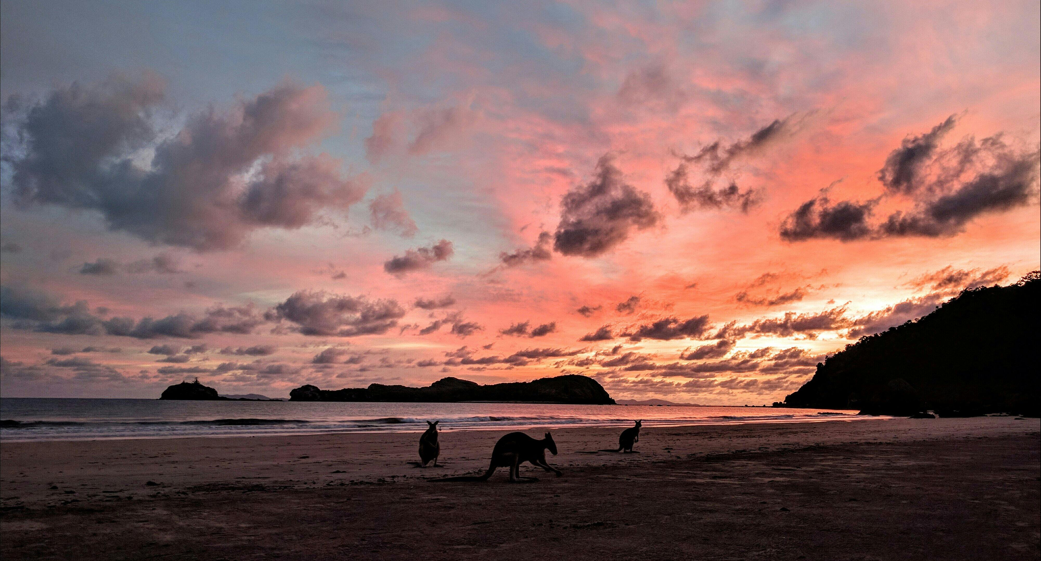 Wallabies on the beach in Cape Hillsborough