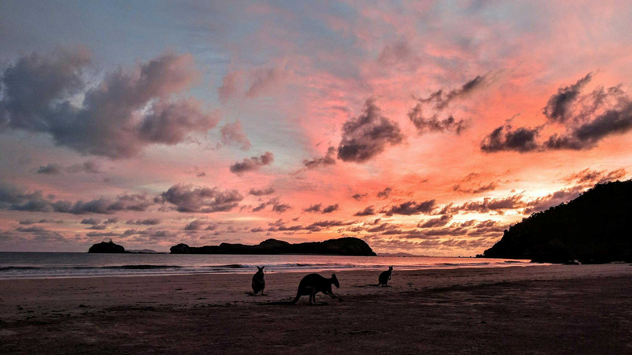Wallabies on the beach in Cape Hillsborough