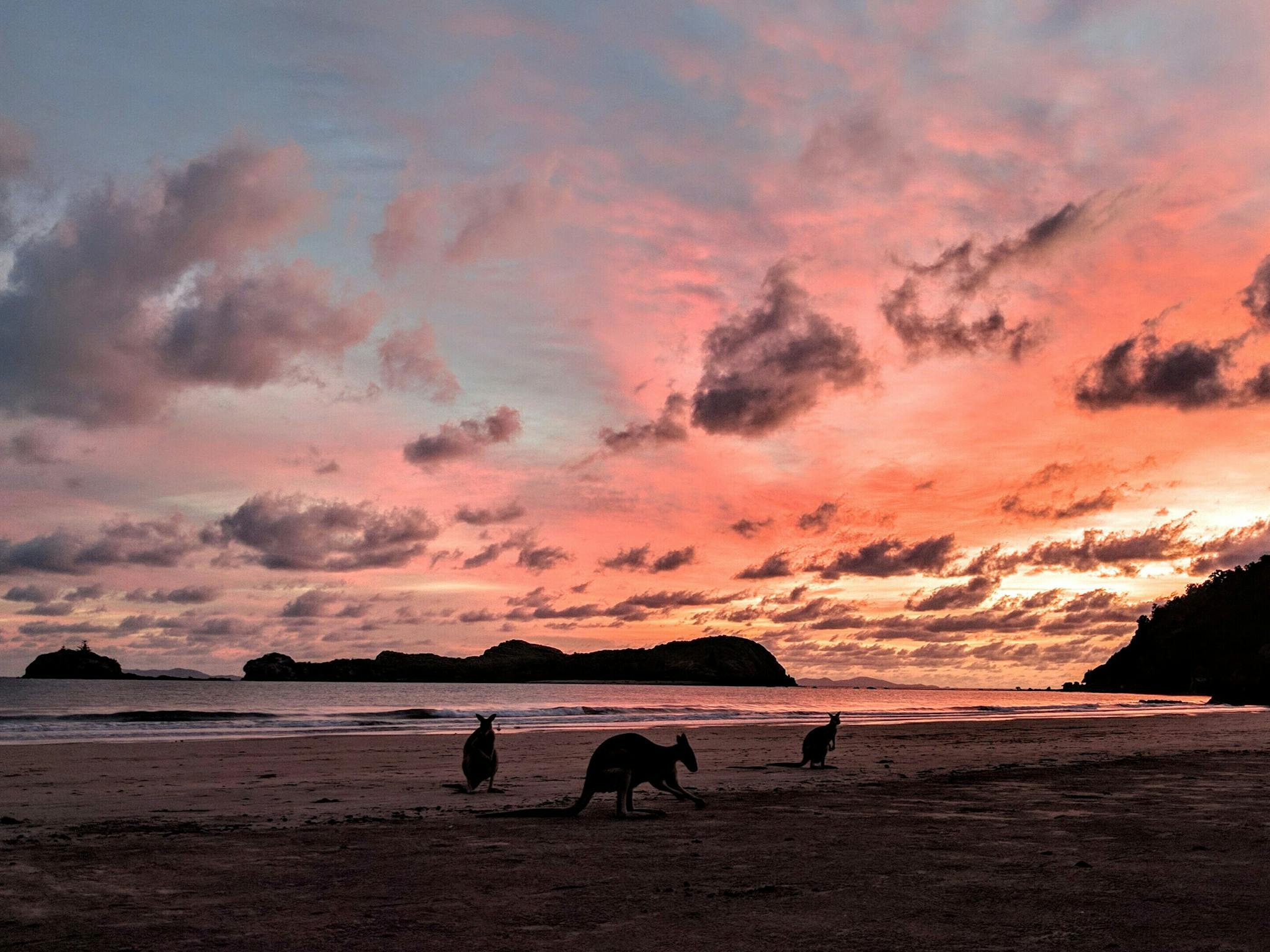 Wallabies on the beach in Cape Hillsborough