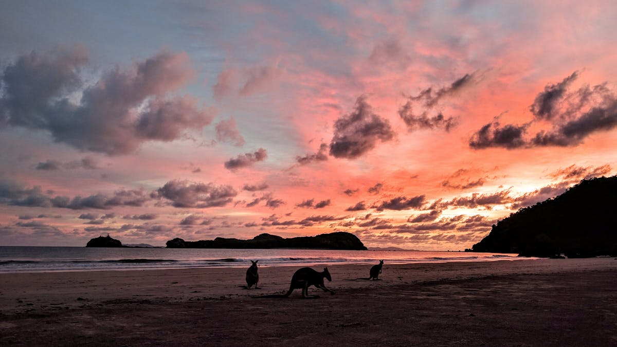 Wallabies on the beach in Cape Hillsborough