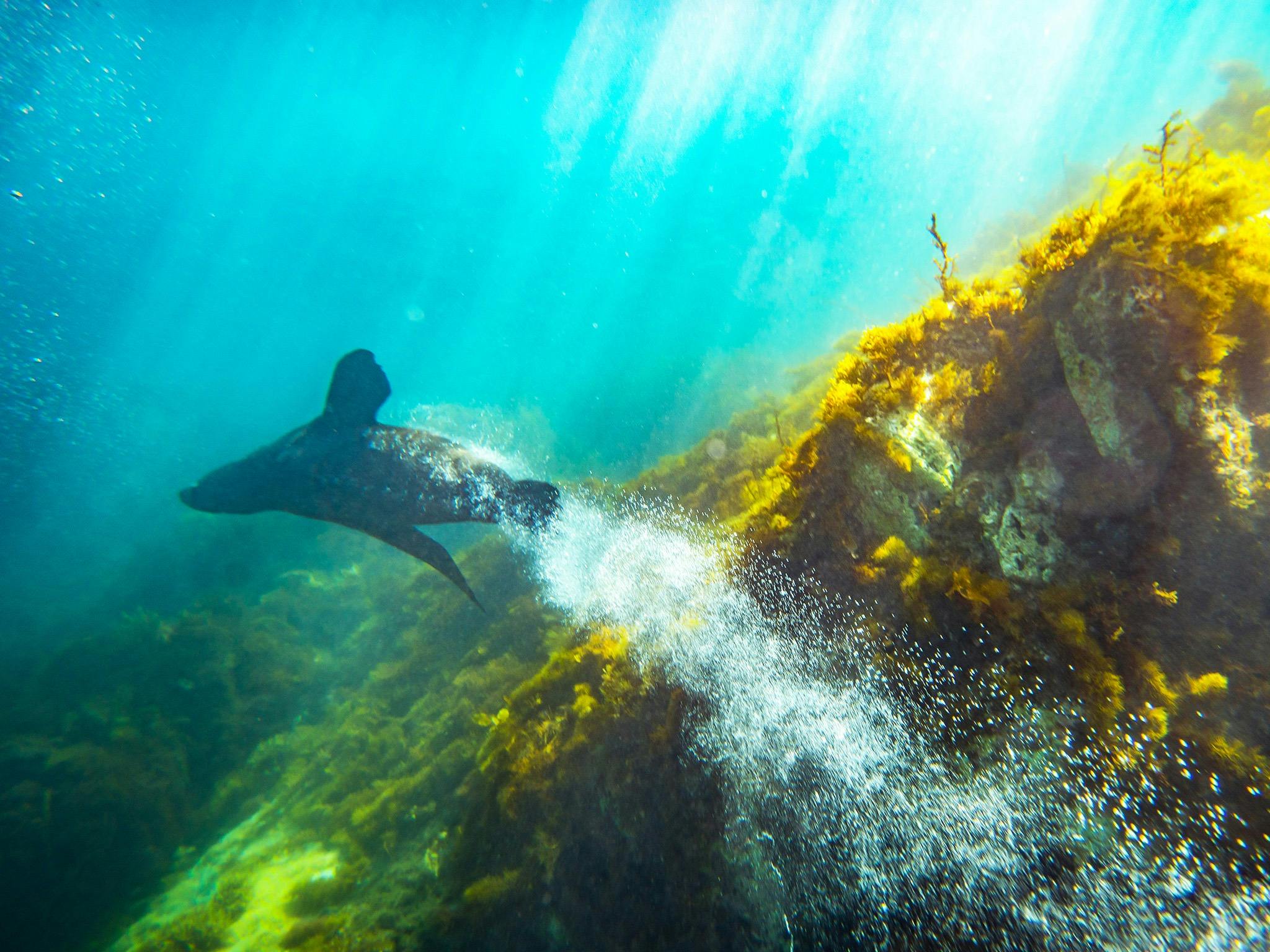 A seal zooms through the water