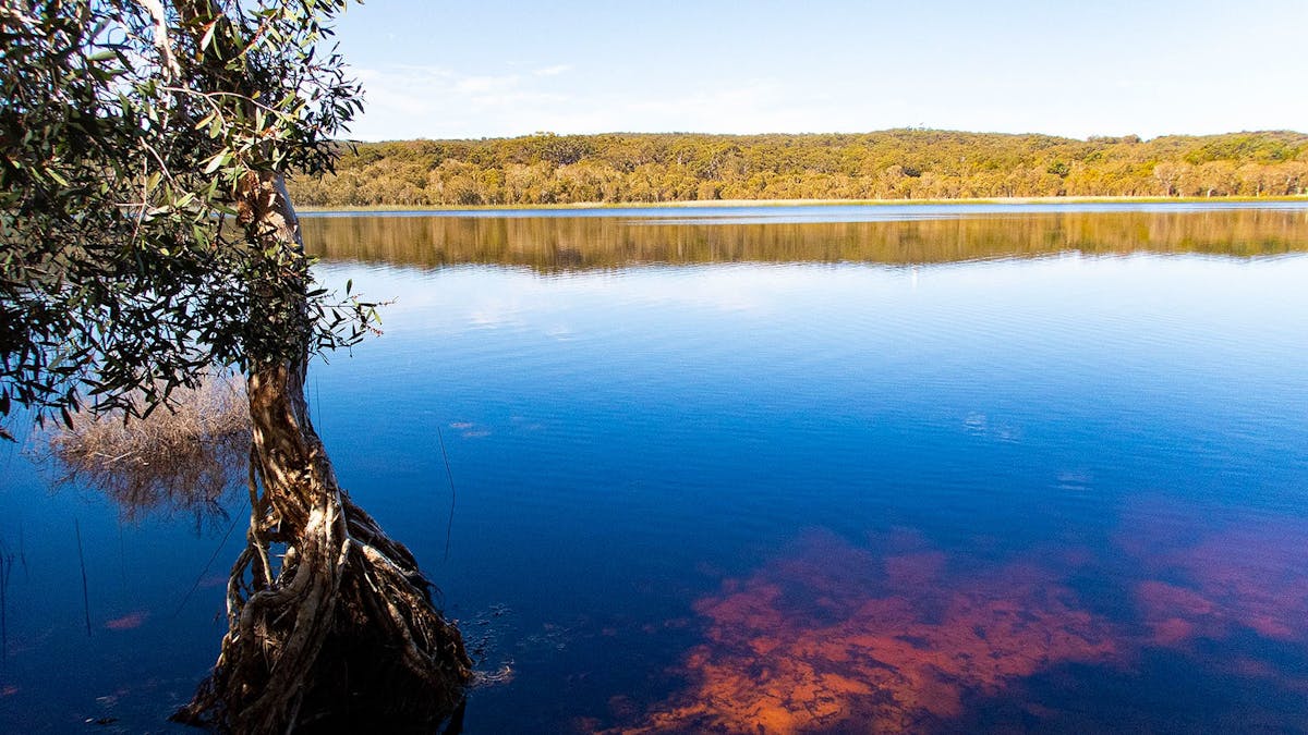 Beautiful colors of the Brown Lake created by the fallen tea tree leaves