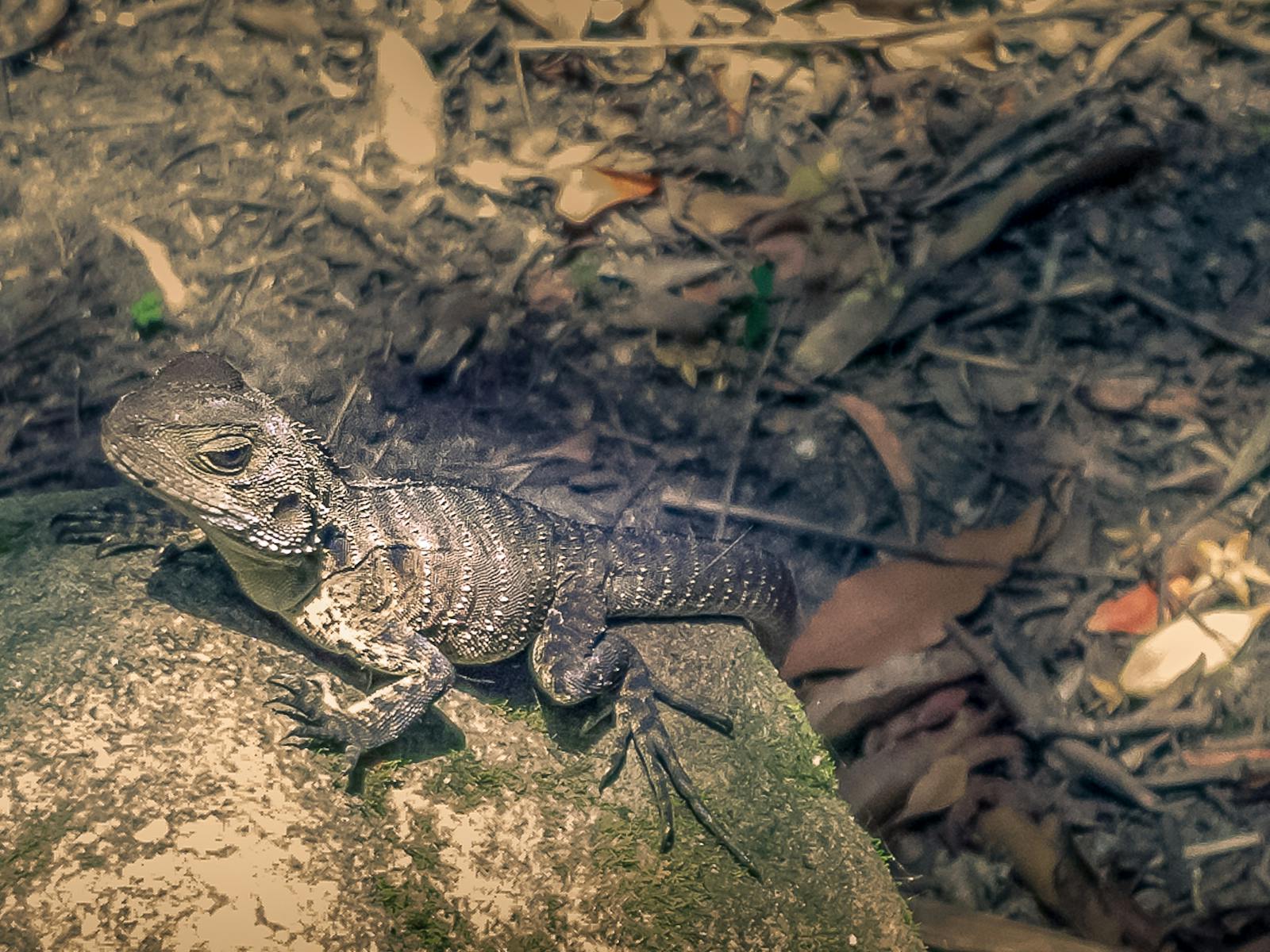 Water dragon on a rock