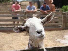 Chloe the Goat at Echo Farm Mount Gambier