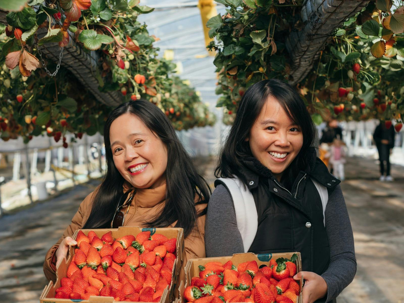 Berrylicious Strawberries