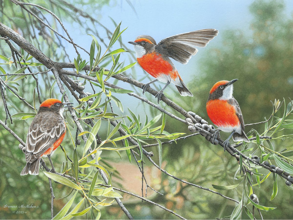 Water colour painting by Frances McMahon of Crimson Chats that are found in Western NSW.