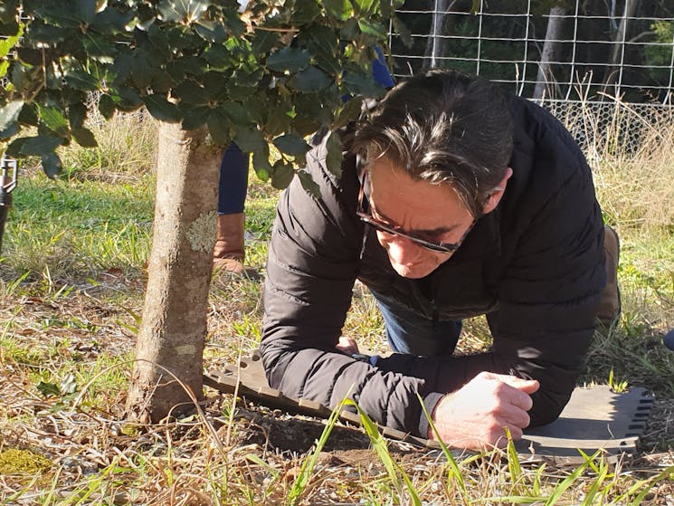 A truffle hunter is finding the truffle through smell before carefully unearthing it.