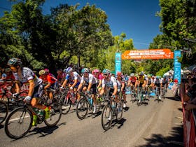 Group of professional cyclists racing on a tree-lined street in Stirling, Adelaide Hills