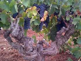 Old Vine Barossa Shiraz