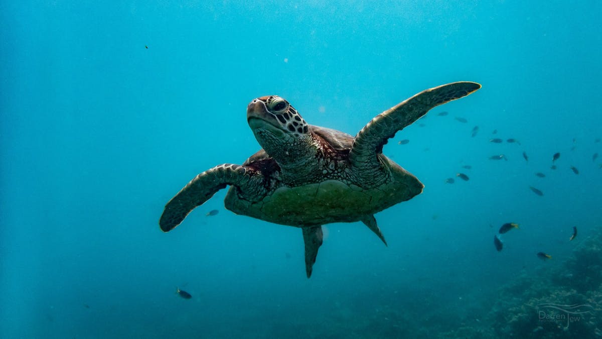 Learn about the conservation work being carried out at the Turtle Rehabilitation Centre