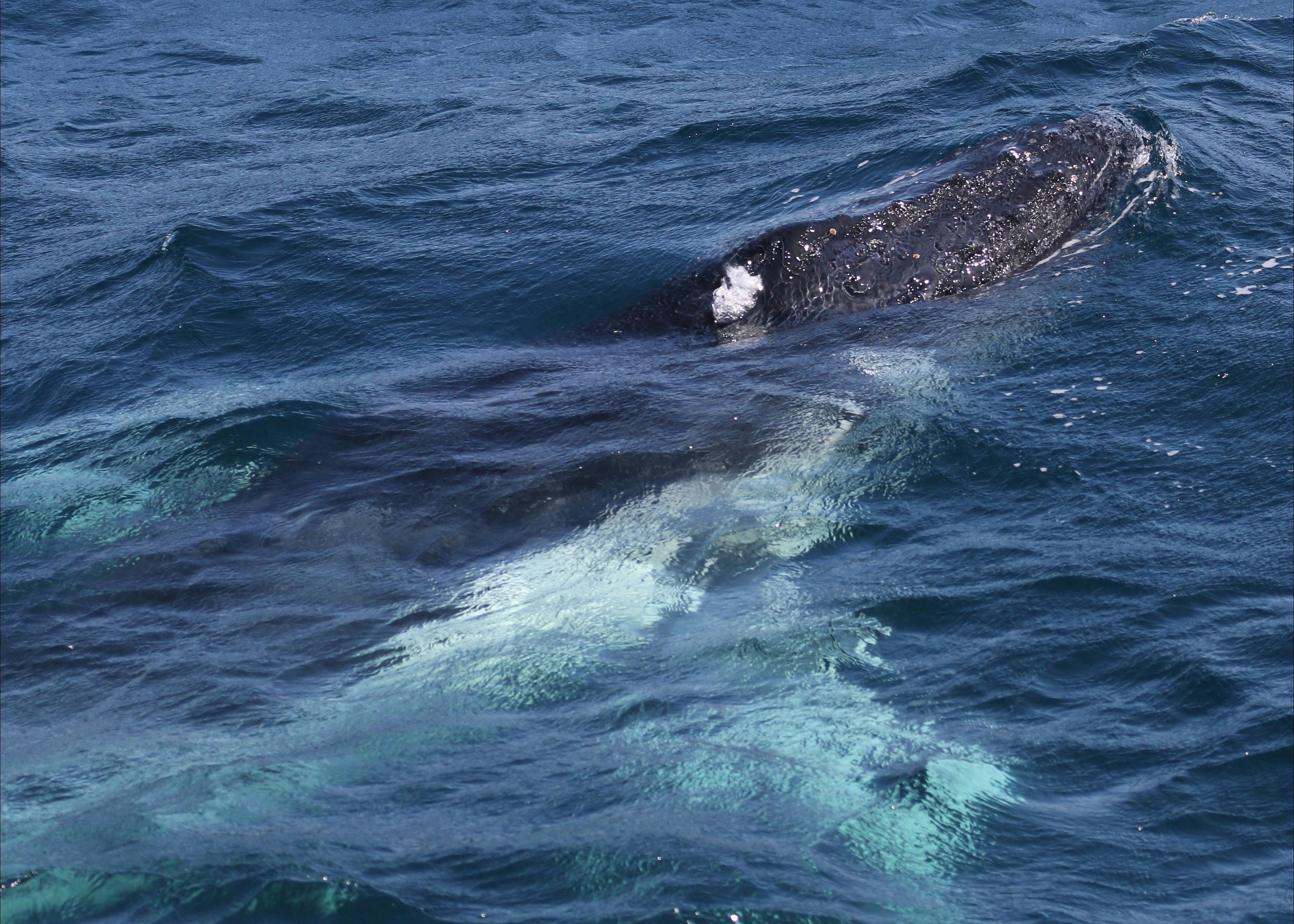 Humpback whale getting ready to breach