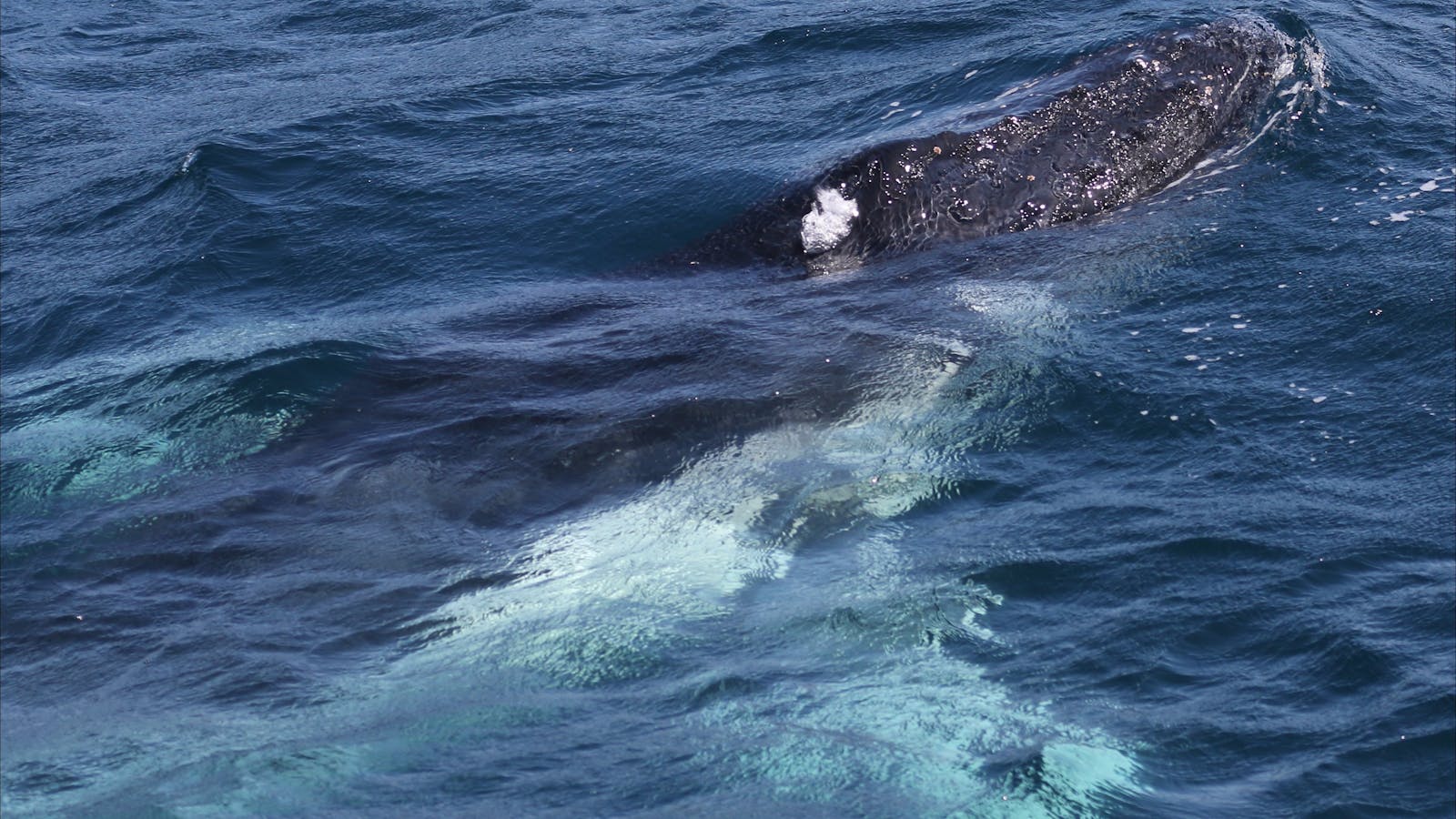 Humpback whale getting ready to breach