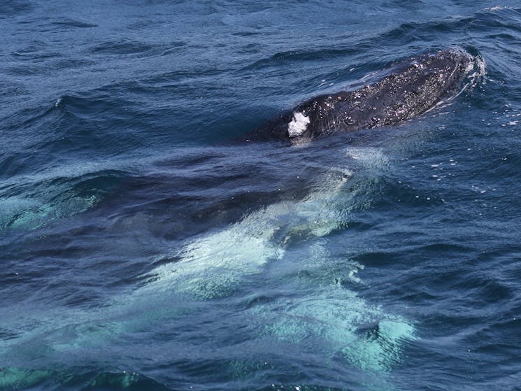 Humpback whale getting ready to breach