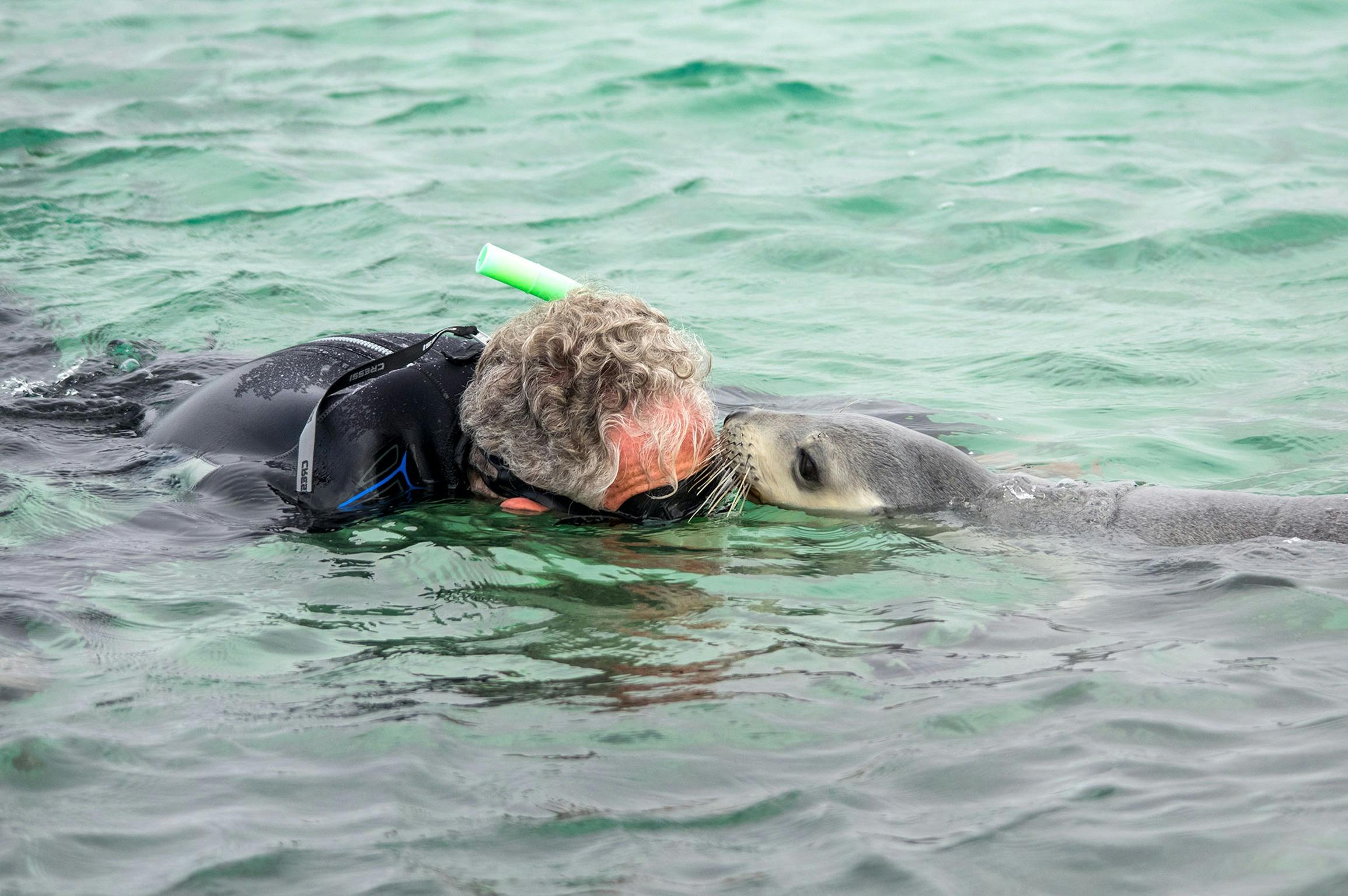A sea lion touching a mans face with his, while swimming