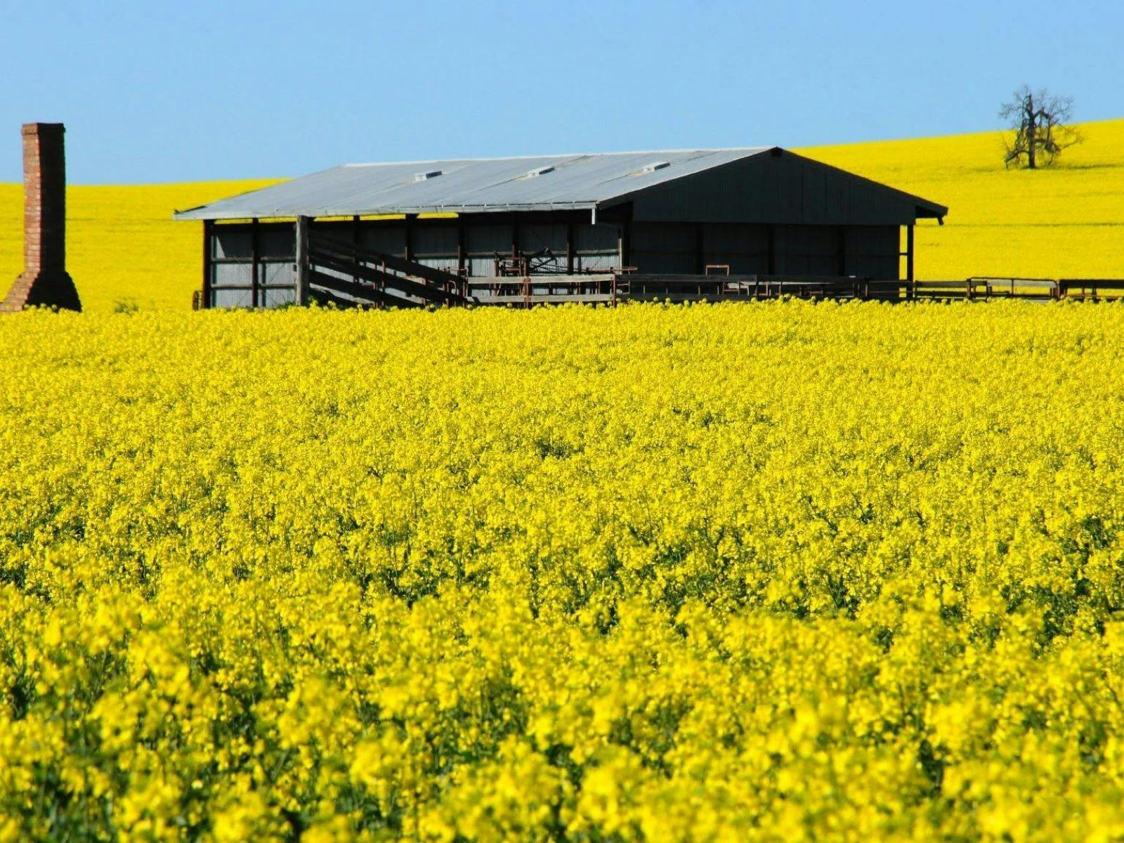 A vibrant yellow canola field near Cowra with a n old shearing shed and chimney in centre.