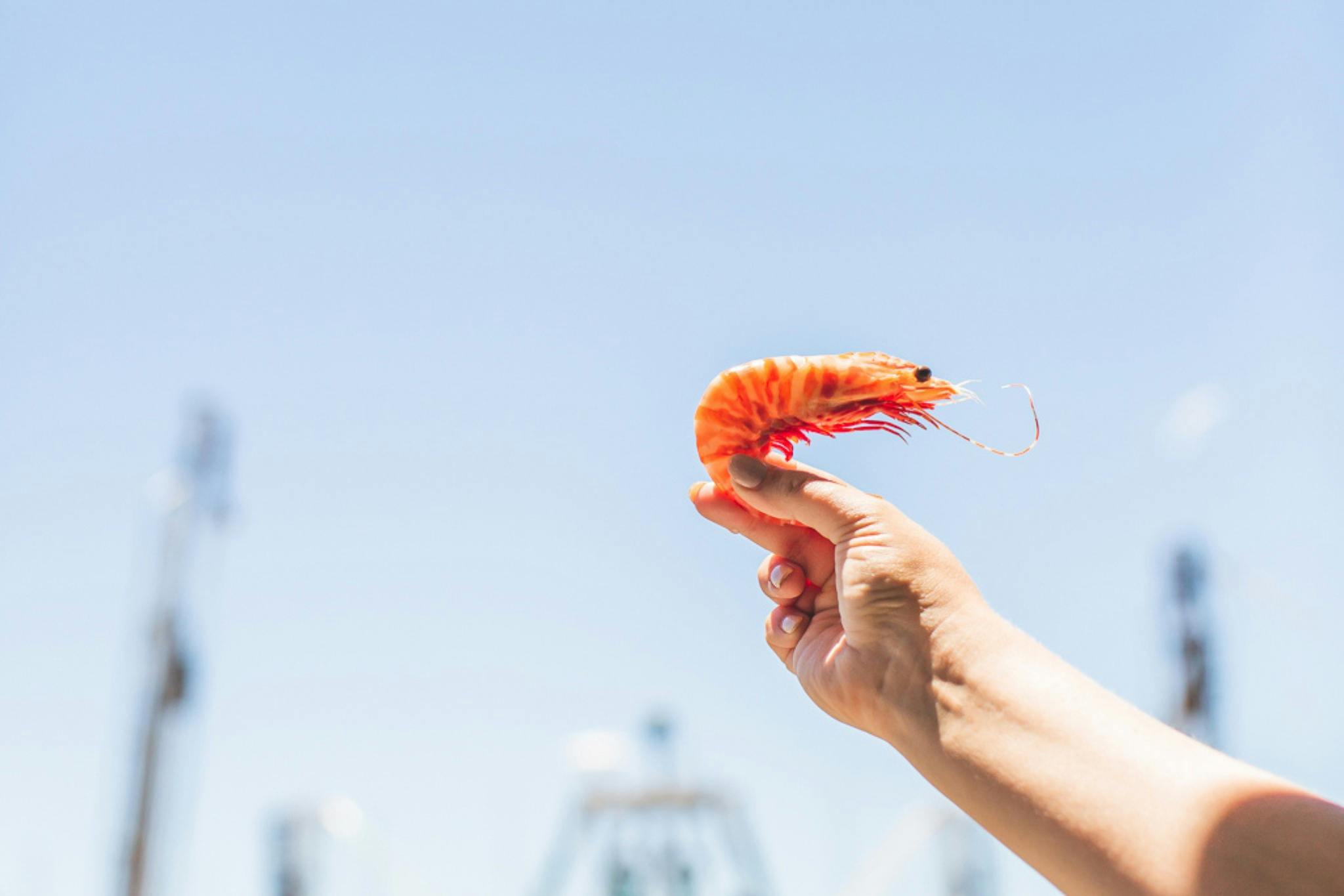 Hand holding a cooked prawn against a blue sky at Scarborough Harbour