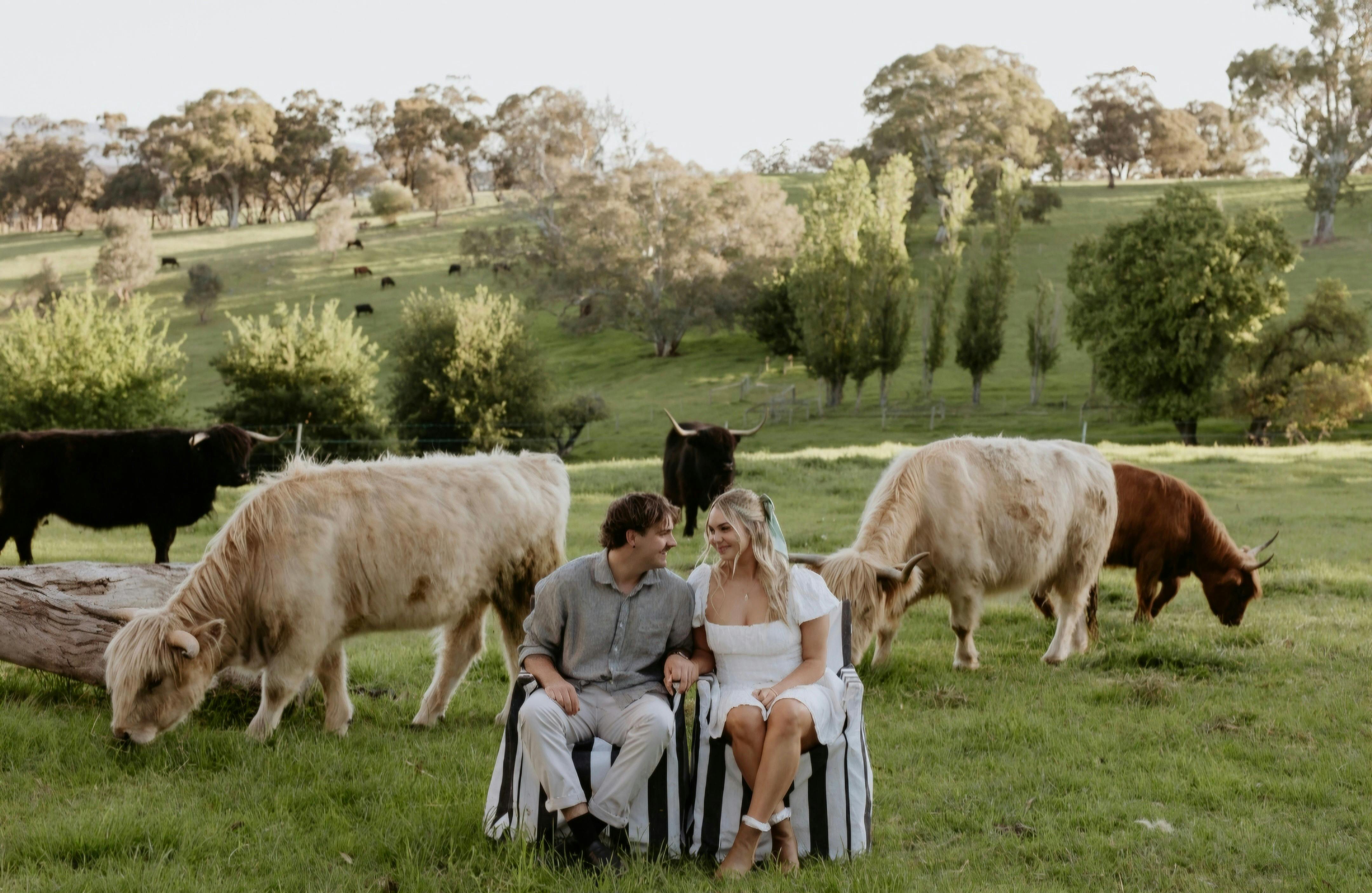 Highland Cow cuddle and experience