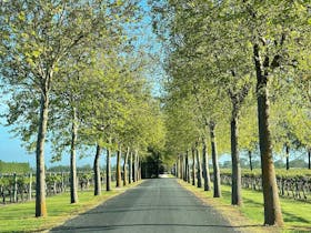 Relax and unwind with Rymill Yoga by the Vines