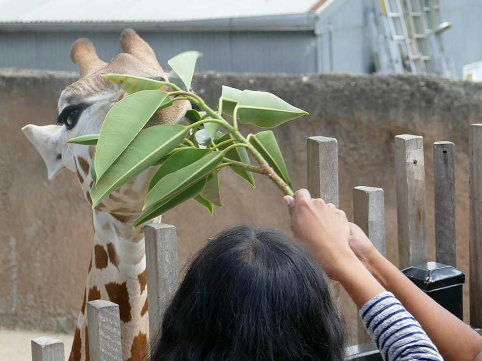 Giraffe Face-to-Face