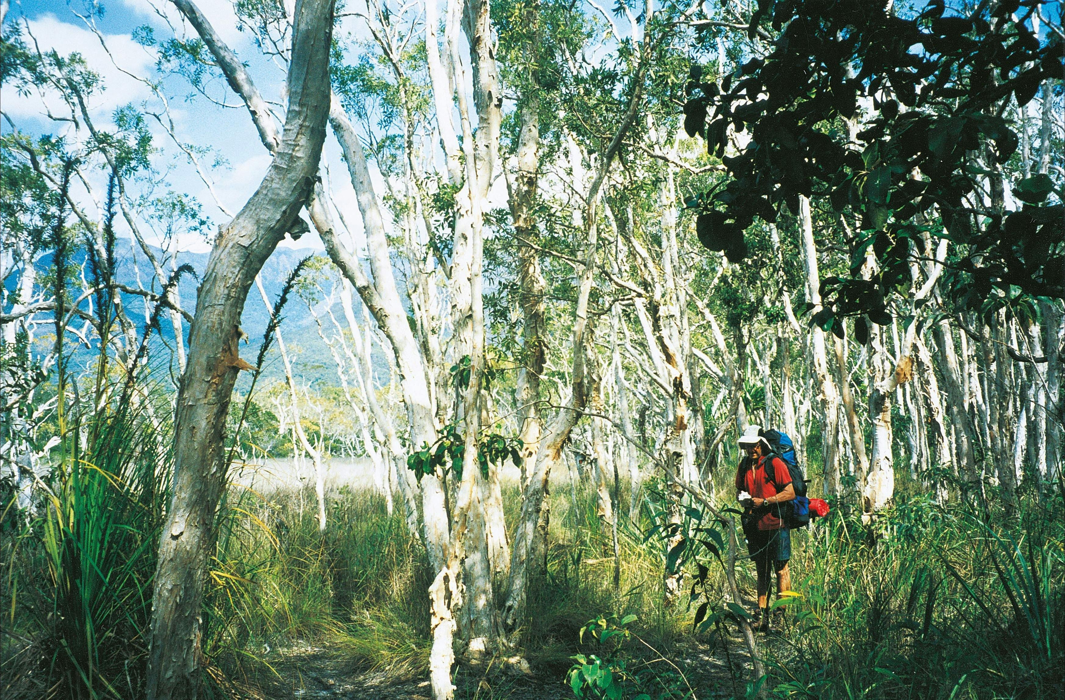 Thorsborne Trail, Hinchinbrook Island National Park | Townsville North ...