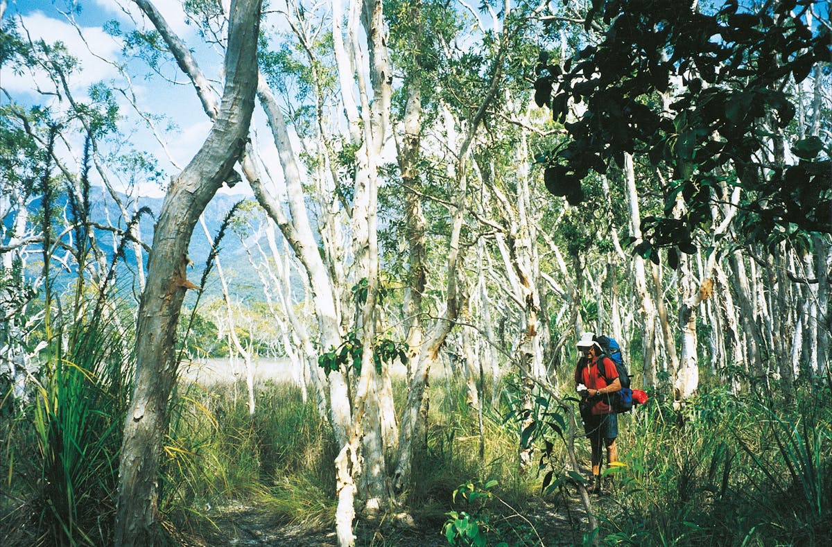 Hiker in paperbark forest, Thorsborne Trail