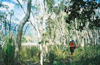 Hiker in paperbark forest, Thorsborne Trail