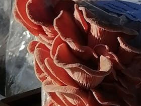 Home grown pink oyster mushrooms - learn to grow these yourself