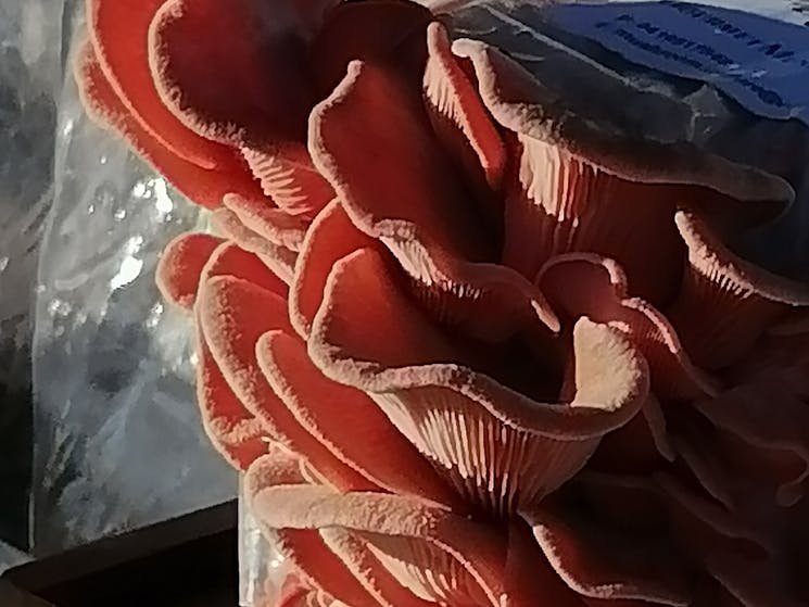 Home grown pink oyster mushrooms - learn to grow these yourself