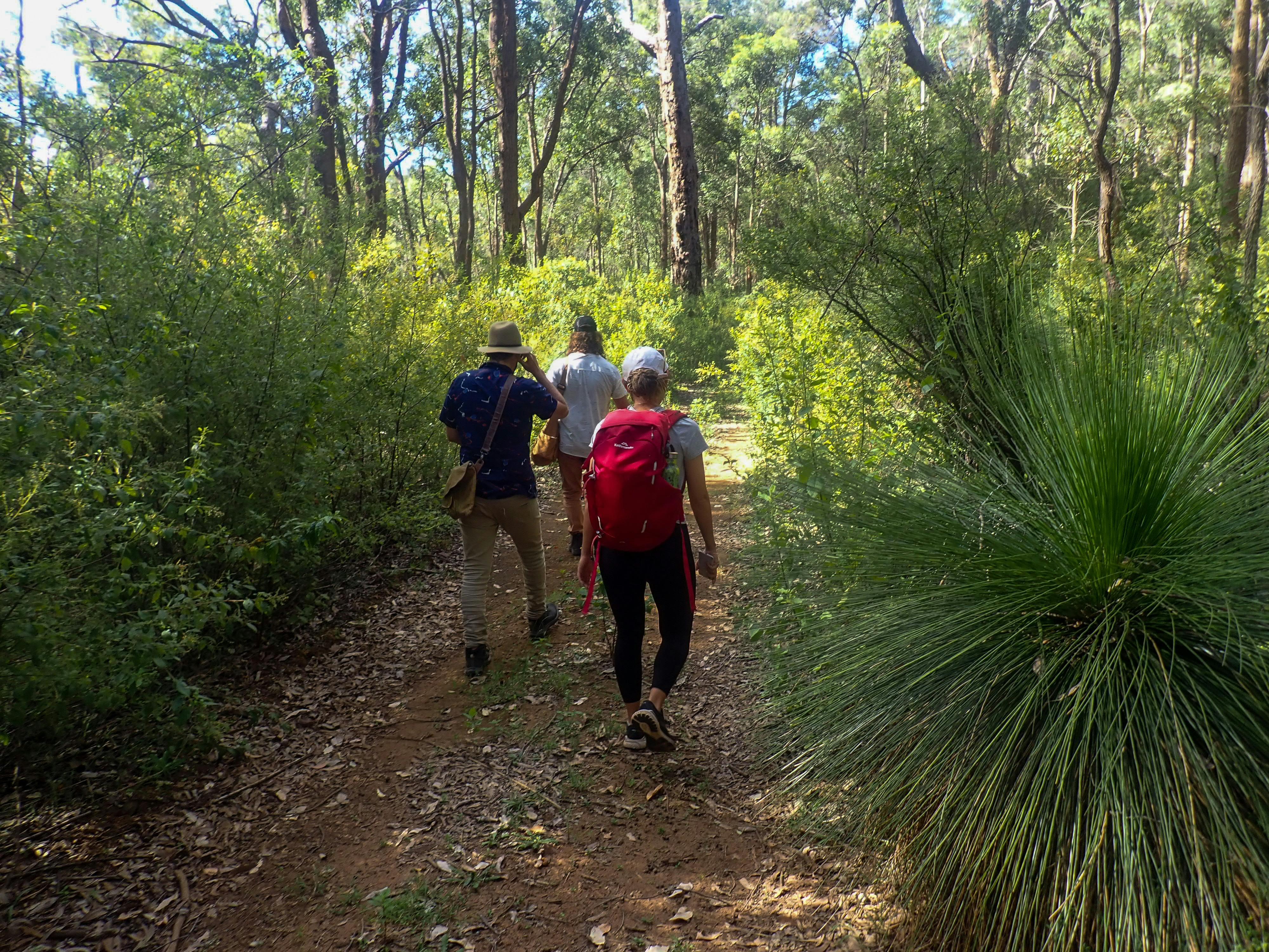 3 people walking in an forest on tour.