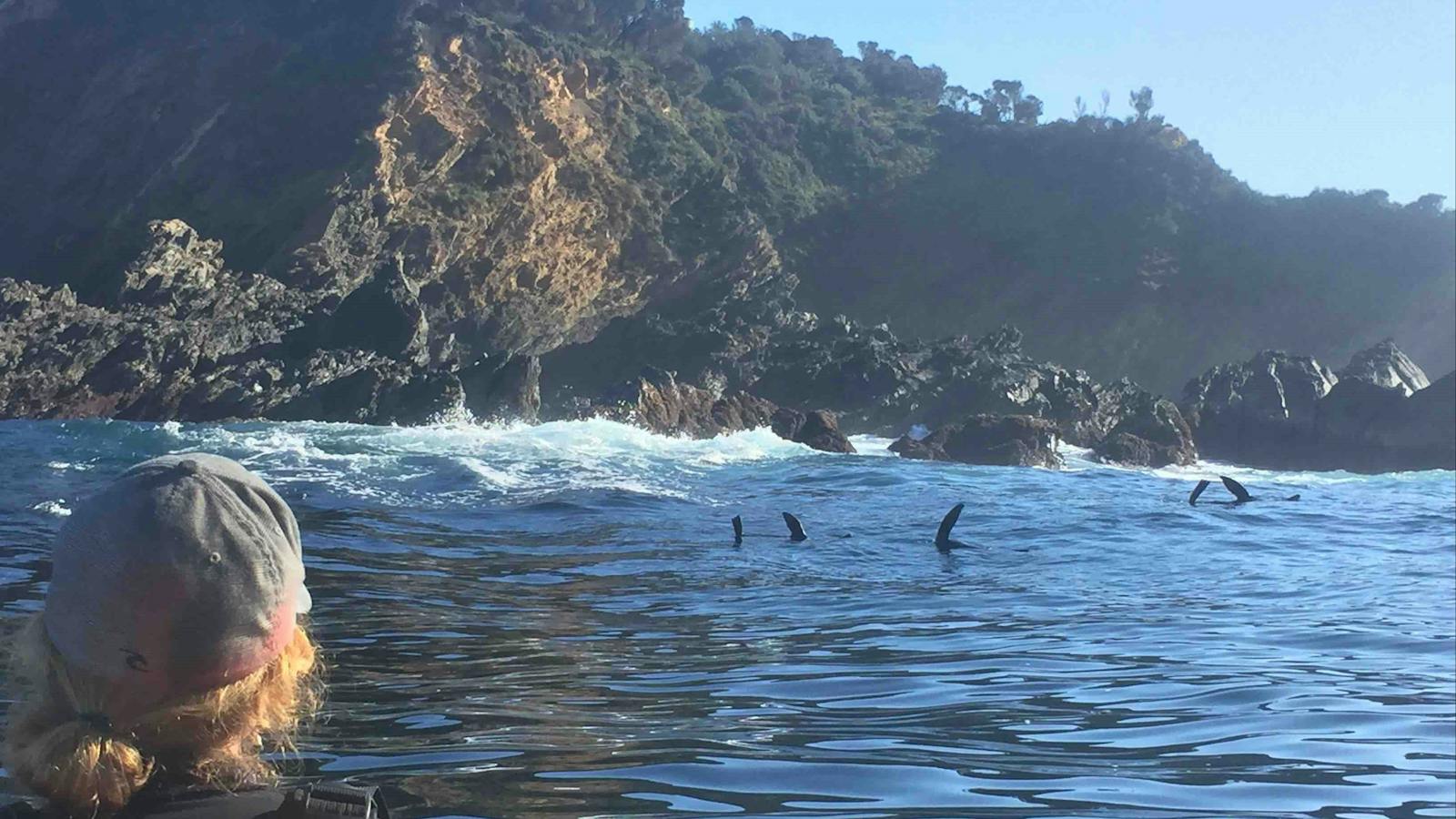 See the Seals