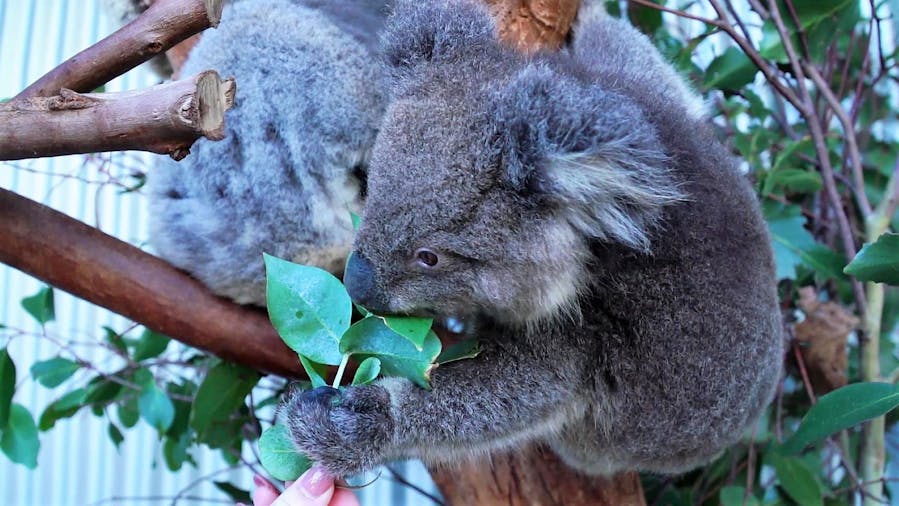 The Ultimate Kangaroo Island Aerial Package
