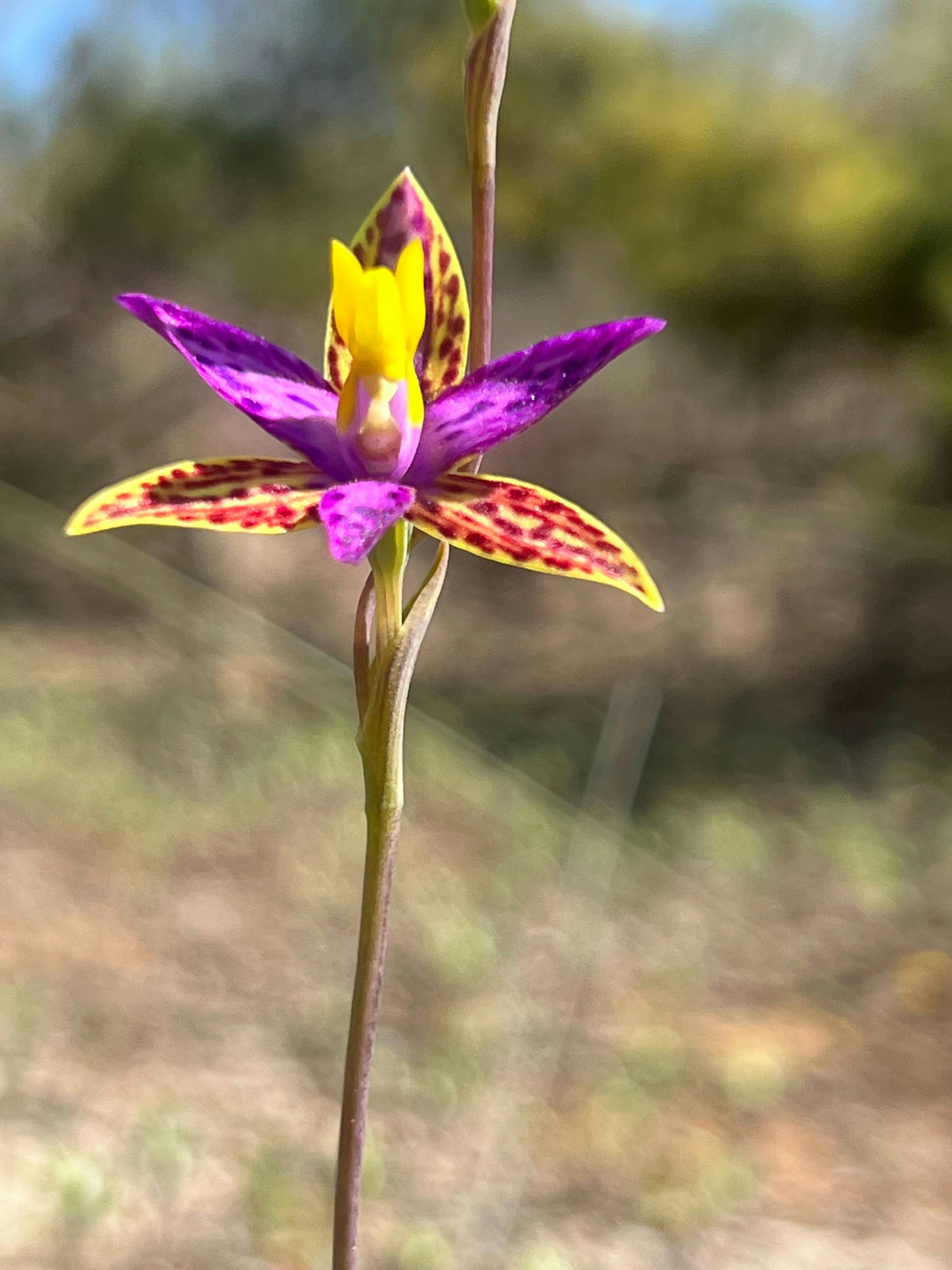 Rare & endangered