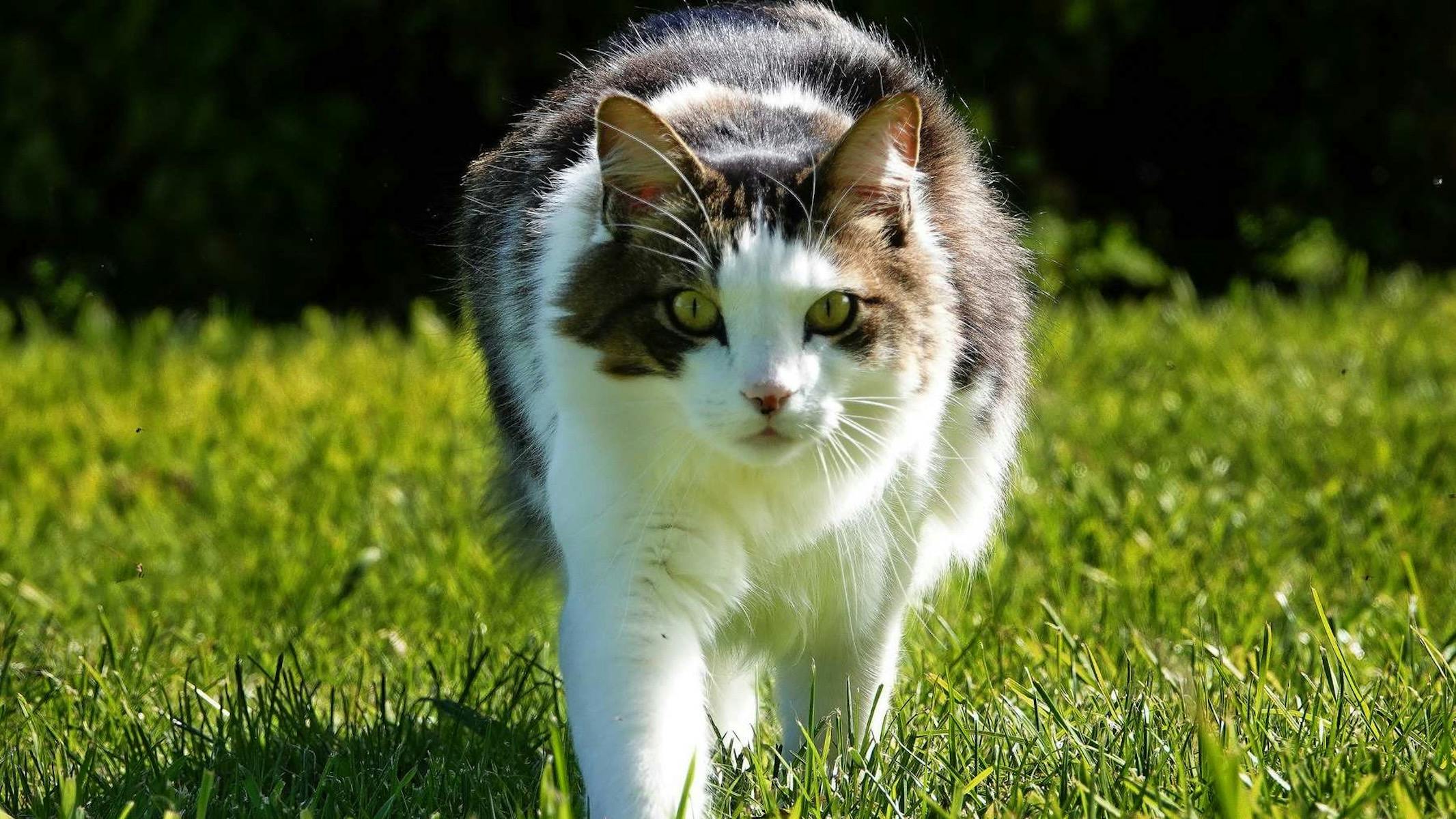 Howard, Glencoe’s resident cat, walking through the garden