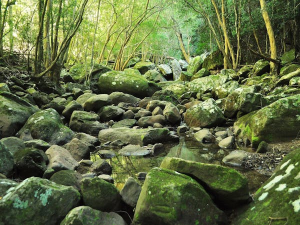 Wodi Wodi Walking Track