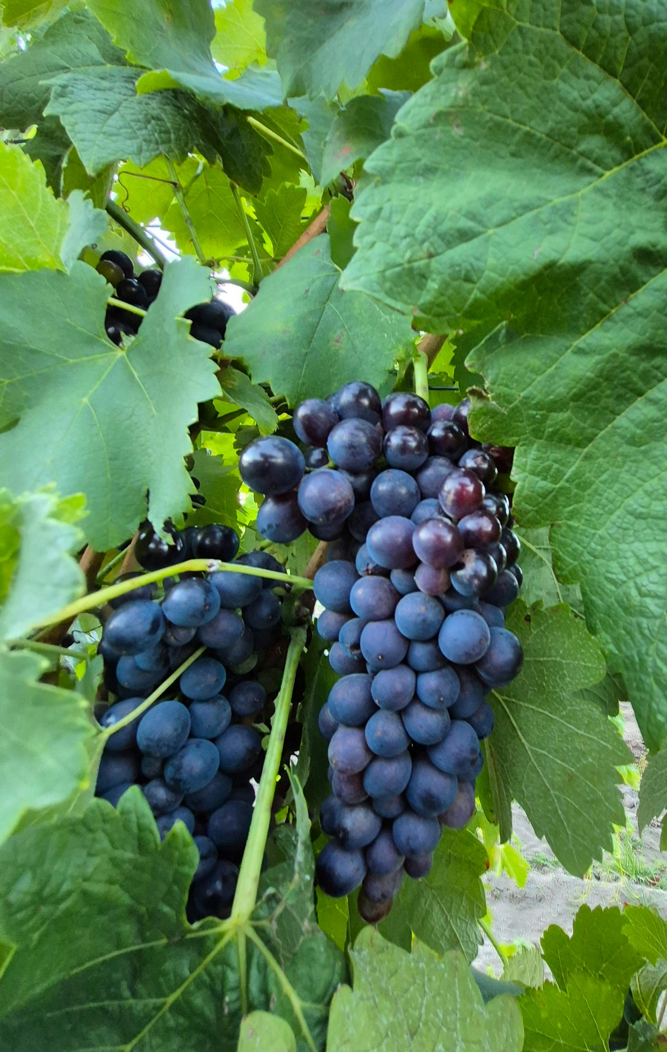 Mountview Wines Cellar Door