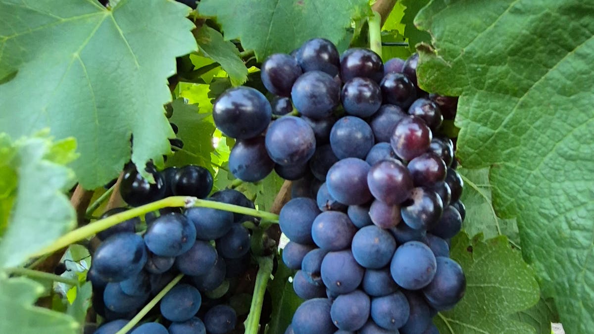 vineyard grapes